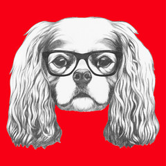 Portrait of Cavalier King Charles Spaniel with glasses. Hand drawn illustration.