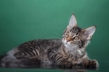 Maine Coon kitten portrait