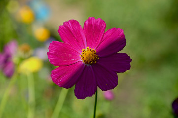 Fototapeta premium Красный цветок.