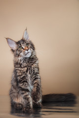 Maine Coon kitten portrait
