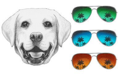 Portrait of Labrador with mirror sunglasses. Hand drawn illustration.