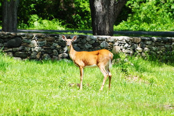 A White Tail Deer in the Wild