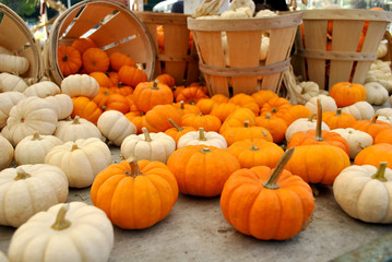 Small Pumpkins in Orange and White