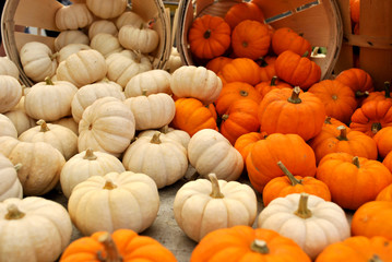 Mini Orange and White Pumpkins