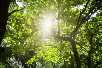 Fototapeta na wymiar Sun rays through tree branches