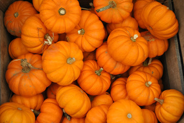 Mini Pumpkins