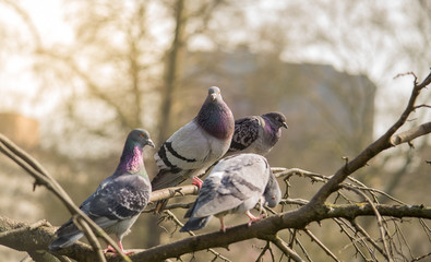 City pigeons on a branch