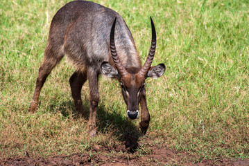 Kudu, Tsavo East National Park, Kenya
