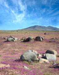 Phenomenon of Flowering desert in the Chilean Atacama