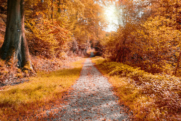 Plakat Idyllischer Waldweg mit Herbststimmung