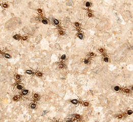 ants on the ground. close