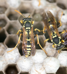 wasp on hives
