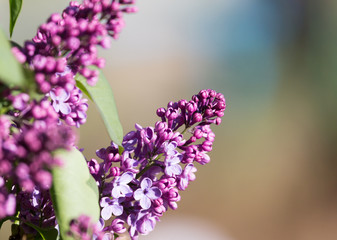 Obraz premium beautiful lilac flowers in nature