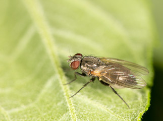 fly on a green leaf. close