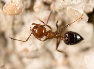 ant on the ground. Super Macro