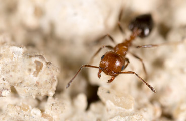 ant on the ground. Super Macro