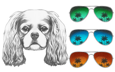 Portrait of Cavalier King Charles Spaniel with mirror sunglasses. Hand drawn illustration.