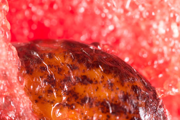 watermelon seeds. Super Macro