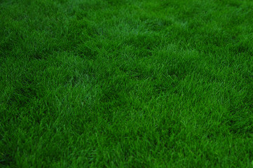 green grass texture for background
