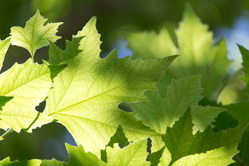Beautiful maple leaves in nature