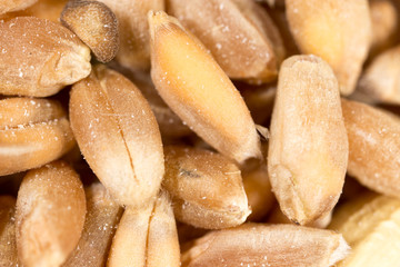 grain of wheat. super macro