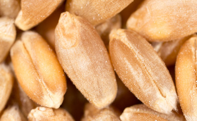 grain of wheat. super macro