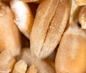 grain of wheat. super macro