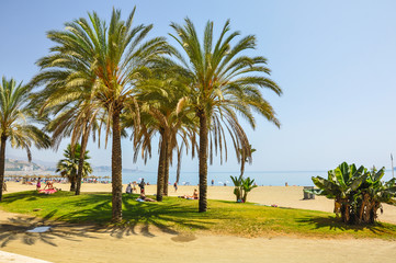 Naklejka na ściany i meble Málaga, palmeras en la Playa de la Malagueta, Andalucía, España