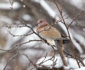 dove on the tree in winter