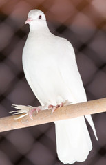 portrait of a white dove on the nature