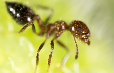 ant in nature. super macro
