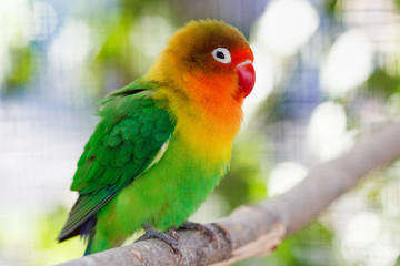 Fototapeta na wymiar Beautiful green lovebird parrot
