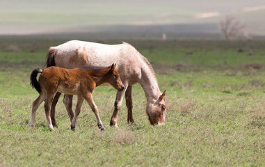 a horse in a pasture in nature