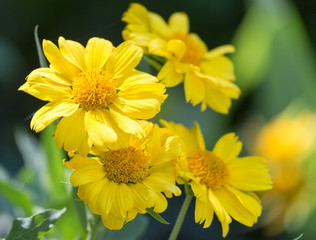 beautiful yellow flower in nature