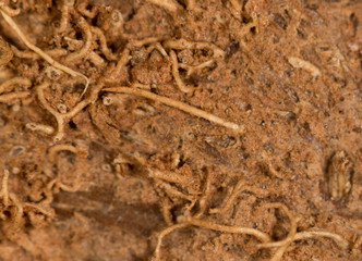 peel the coconut as a background. super macro