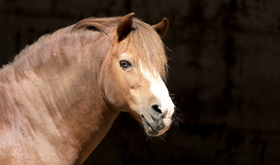 Fototapeta premium Portrait of a horse at the zoo