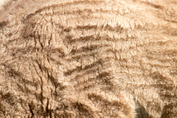 background horse skins