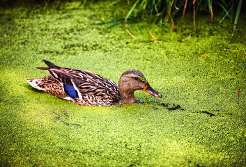 The young wild duck in duckweed - 94242967