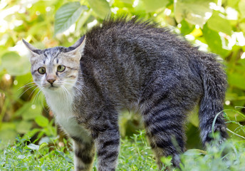 cat in the grass on the nature