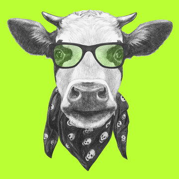 Portrait of Cow with glasses and scarf. Hand drawn illustration. 