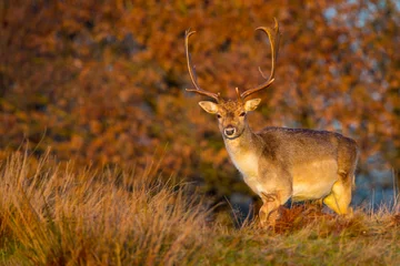 Fotobehang Fallow Deer © Ian Schofield