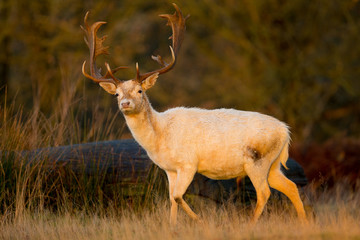 Fallow Deer