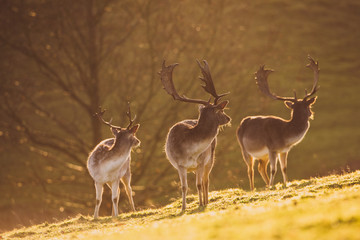 Fallow Deer