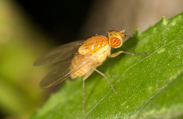 fly in nature. close