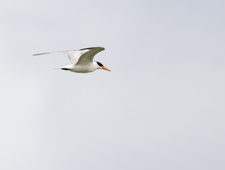seagull flying in the sky