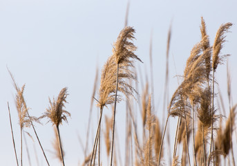 Obraz premium dry reeds in nature