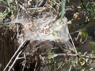web on the branches of a tree