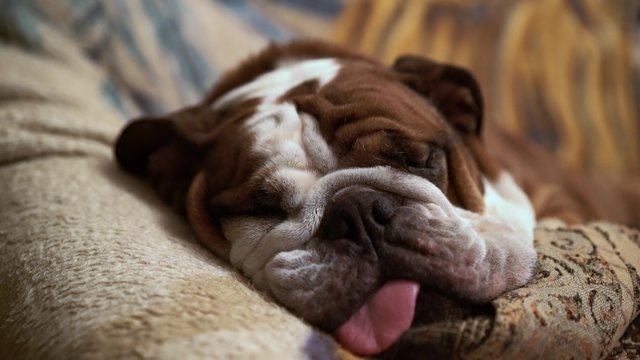 Bulldog breed dog sleeping peacefully