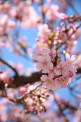 青空と河津桜