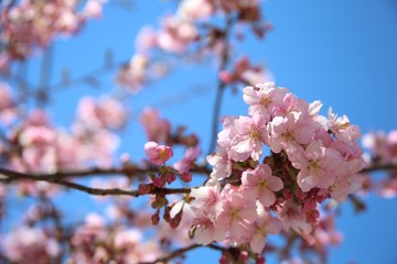 青空と河津桜